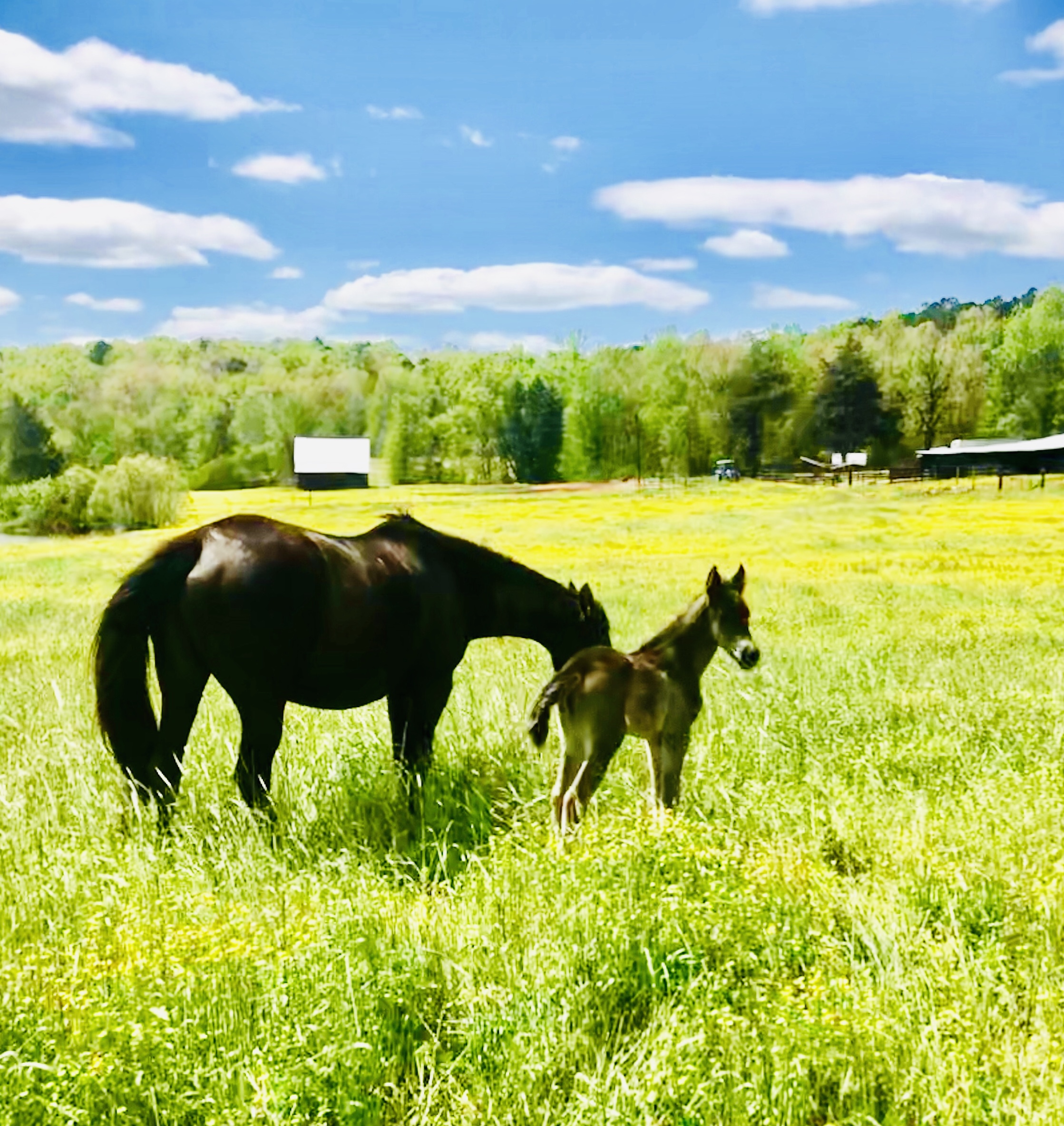 Lira Rising Star Ranch