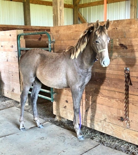 #43-Rip Is Armed-2020 colt by Armed Vantage out of Thriller’s Walking ...